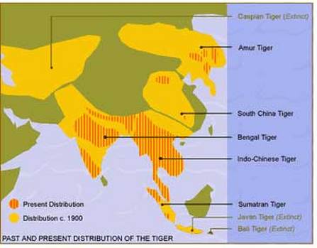 tiger range